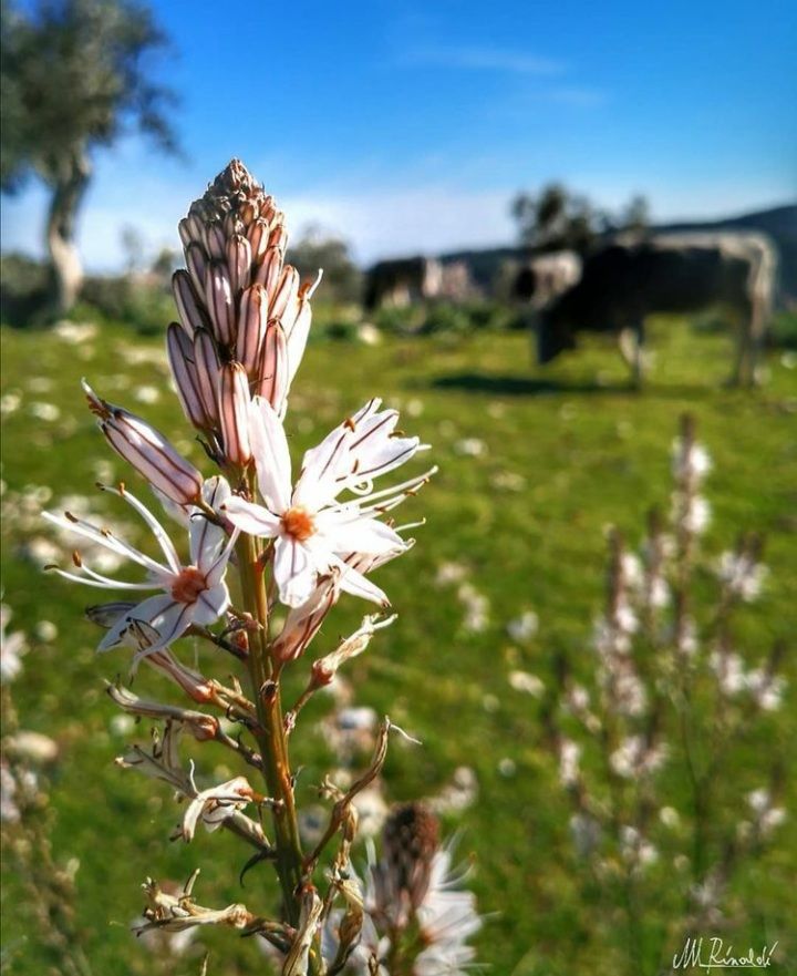 Il Cammino Delle Orchidee Turismo Sport Trekking Viaggi Di Gruppo Vieste Gargano Puglia